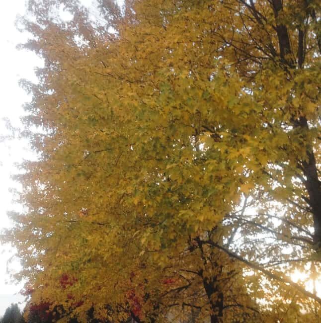 From Ottawa: Gatineau Park Fall Colors Guided Trip - Final Thoughts