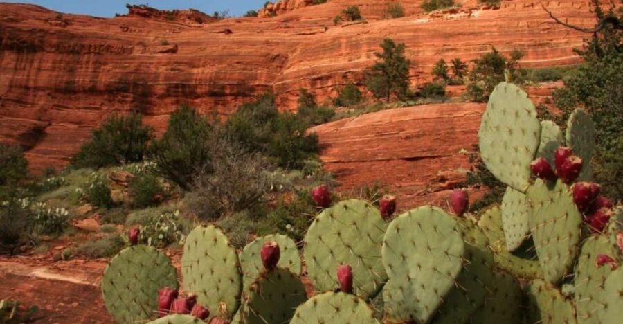 From Phoenix: Full-Day Sedona Small-Group Tour - The Practical Details: Price, Duration, and Tips