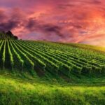 From Phoenix Private Vortex to Vineyard Tour - The Vortex Experience: What’s It All About?