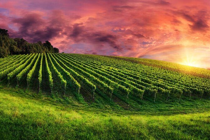 From Phoenix Private Vortex to Vineyard Tour - The Vortex Experience: What’s It All About?