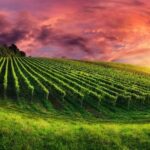 From Phoenix: Vortex to Vineyard Private Tour - What’s Included and What’s Not