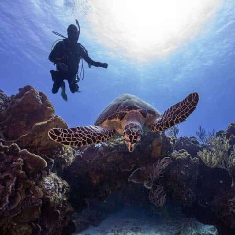 From Playa del Carmen: Cozumel Diving Adventure - The Departure and Transportation