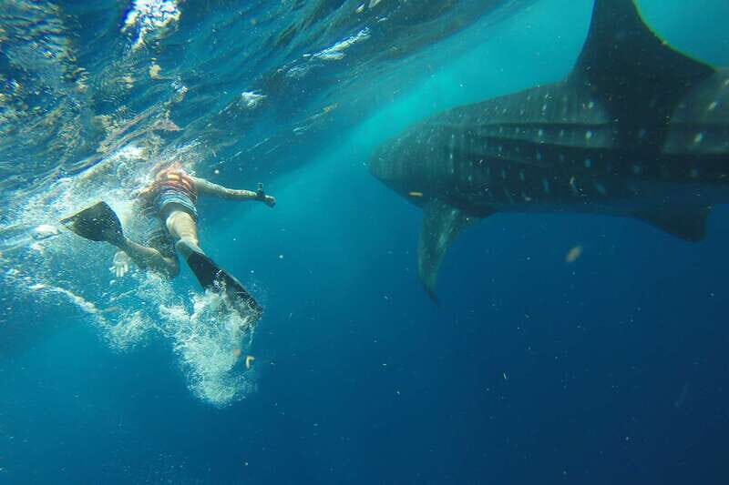 From Playa del Carmen: Whale Shark Tour - Highlights That Make This Tour Stand Out