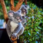 From Port Douglas: Hartley's Crocodile Park, Skyrail & Train - Diving Into the Experience: What’s Included and What to Expect