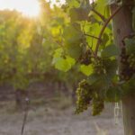 From Portland: Willamette Valley Wine Tasting Tour - Transportation and Group Size