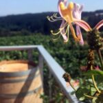 From Portland: Willamette Valley Wine & Whisky - Who Should Consider This Tour?