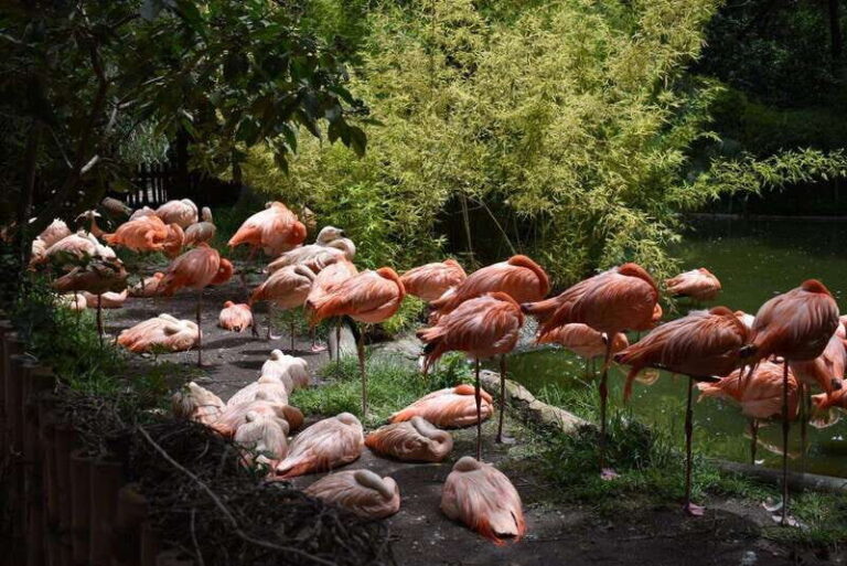 From Puebla: Africam Safari Private Tour all included - Analyzing the Price and Value