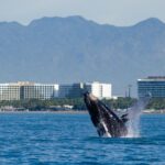 From Puerto Vallarta/Nuevo Vallarta: Whale Watching Cruise - Who Is This Tour Best For?