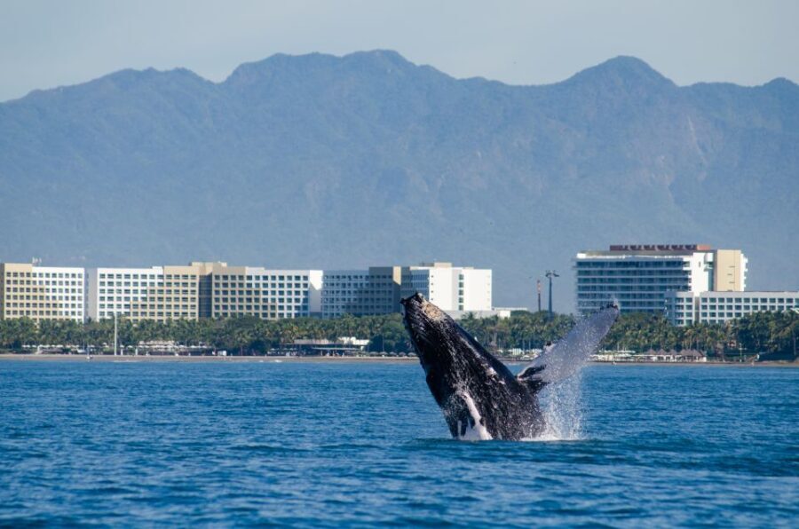 From Puerto Vallarta/Nuevo Vallarta: Whale Watching Cruise - Who Is This Tour Best For?