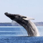 From Quebec City: Whale Watching Excursion Full-Day Trip - The Whale Watching Options: Boat vs Zodiac