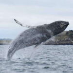 From Saint John: Saint Andrews Whale Watching Tour - Who Will Love This Tour?