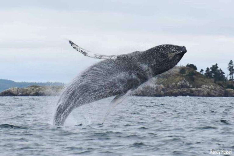 From Saint John: Saint Andrews Whale Watching Tour - Who Will Love This Tour?