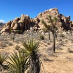 From San Diego: Joshua Tree National Park Private Tour - Is It Worth the Price?