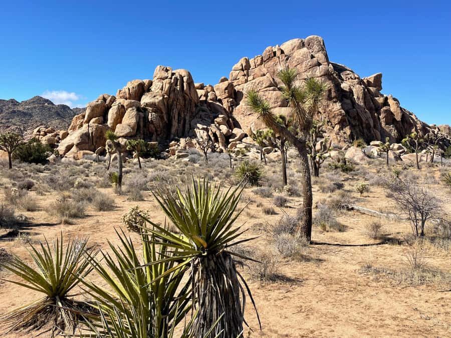 From San Diego: Joshua Tree National Park Private Tour - Is It Worth the Price?