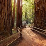 From San Francisco: Alcatraz Island & Guided Muir Woods Tour - The Realities of the Experience