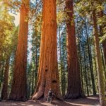 From San Francisco: Guided Muir Woods Excursion - Highlights That Shine