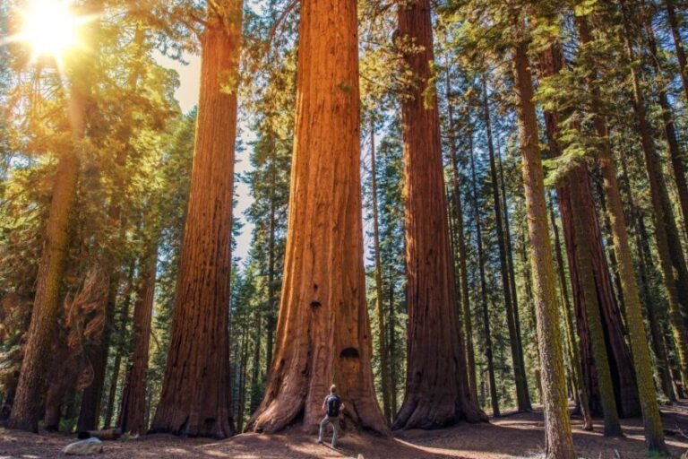 From San Francisco: Guided Muir Woods Excursion - Highlights That Shine