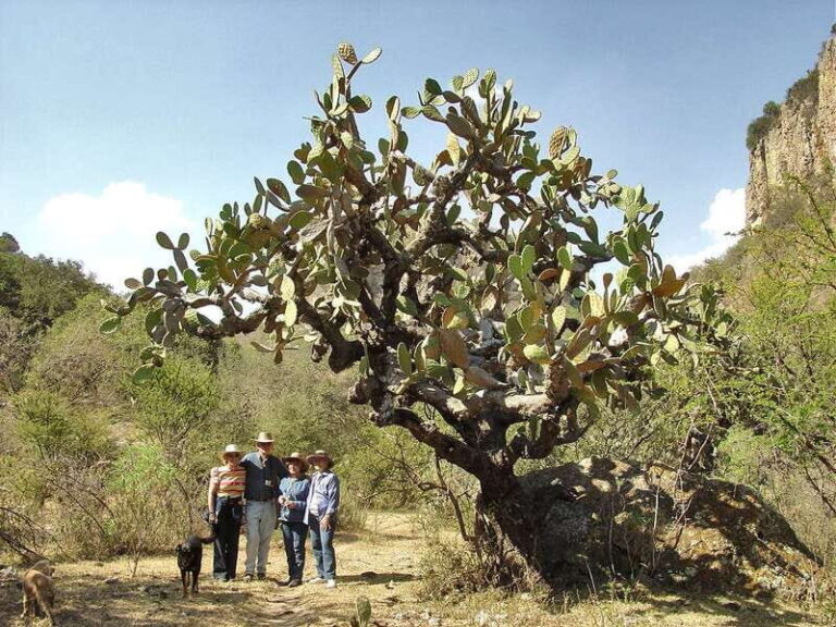 From San Miguel de Allende: Hiking in the Canyon with Lunch - What’s Included & What’s Not