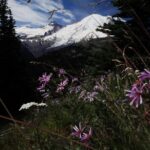 From Seattle: Private Tour to Mt. Rainier - The Experience You’ll Get