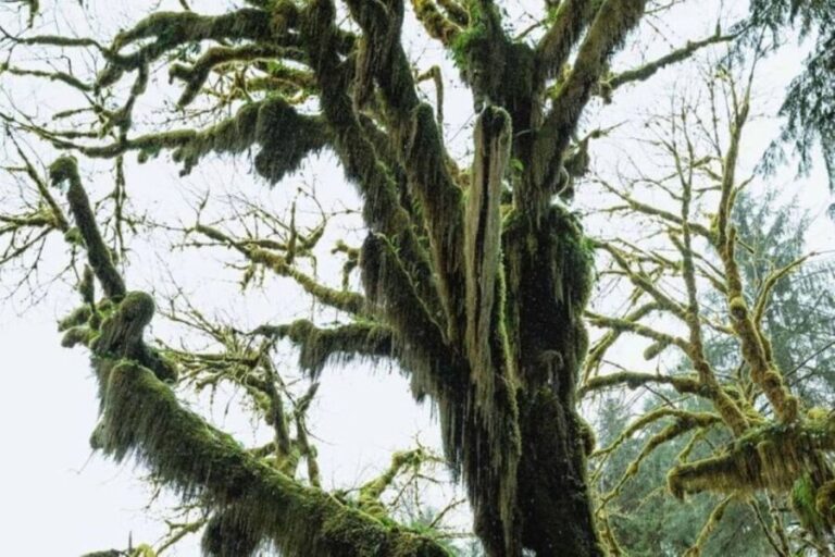 From Seattle: Twilight Forks Washington Tour - Who Will Love This Tour?