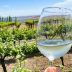 From Seattle - Wine Tasting, Vineyards in Eastern WA - Exploring the Washington Wine Country from Seattle