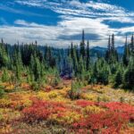 From Seattle:Hiking in Mount Rainier Private Tour - The Details: What You Can Expect from the Tour