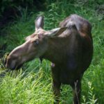 From Skagway: White Pass Summit Guided Bus Tour - Final Thoughts: Is It Worth It?