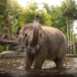 From Sunshine Coast: Australia Zoo Entry Ticket and Transfer - The Highlights: What Make This Tour Stand Out