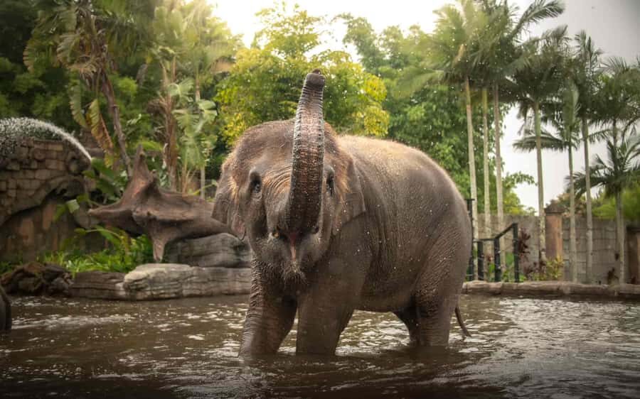 From Sunshine Coast: Australia Zoo Entry Ticket and Transfer - The Highlights: What Make This Tour Stand Out