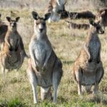 From Sydney: Full-Day Tour to Canberra - The Value of the Experience