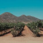 From Tijuana to Valle de Guadalupe private tour 6 passengers - The Value of a Private Tour
