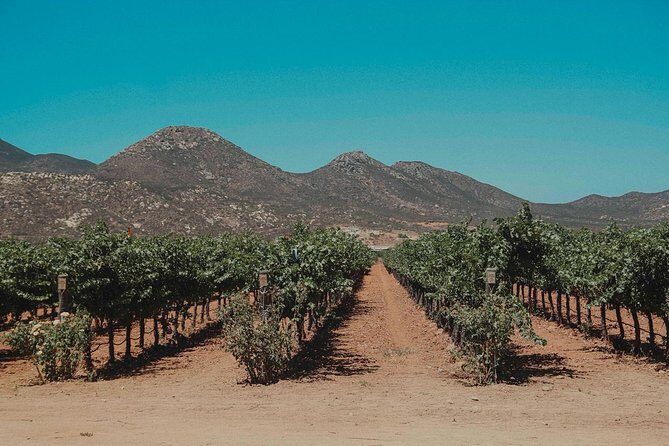 From Tijuana to Valle de Guadalupe private tour 6 passengers - The Value of a Private Tour