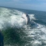 From Treasure Island: Dolphin Watching and Shelling Cruise - FAQ