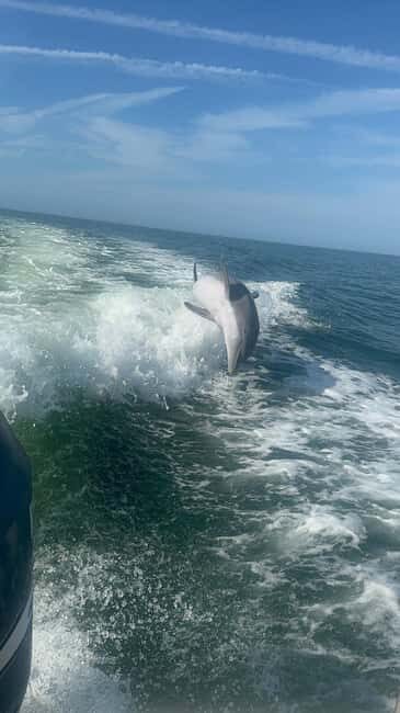 From Treasure Island: Dolphin Watching and Shelling Cruise - FAQ