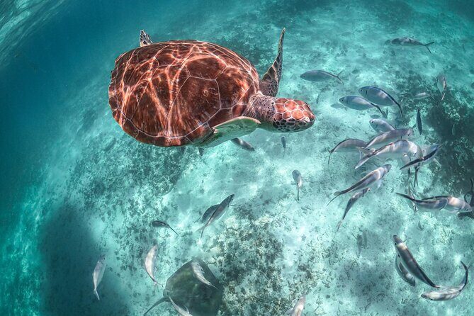 From Tulum: Akumal Beach Swim and Snorkel with Turtles Experience - What Travelers Love About This Tour