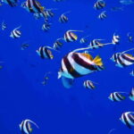 From Tulum: Cenote Riviera Maya & Snorkel Excursion - The Value of This Tour