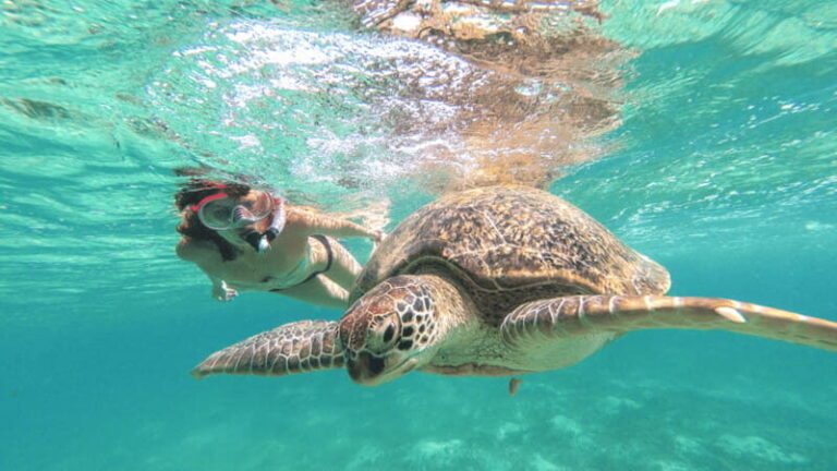 From Tulum: Tulum, Cenote and Turtle Swim Tour at Akumal - Whats Included & Whats Not