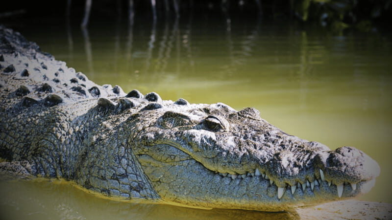 FROM VALLADOLID RIO LAGARTOS + LAS COLORADAS + CENOTE (COLECTIVO TOURISTIC) - Real Traveler Insights: What People Are Saying