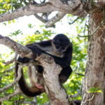 From Veracruz: Catemaco, Nature, Waterfalls & Monkeys Tour - Starting the Day: Veracruz to Santiago Tuxtla