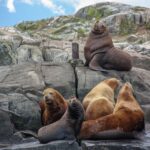 From Victoria: Whale Watching Marine Wildlife Excursion - The Wildlife You’ll See