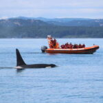 From Victoria: Whale Watching Tour by Zodiac Boat - The Experience of Wildlife Watching