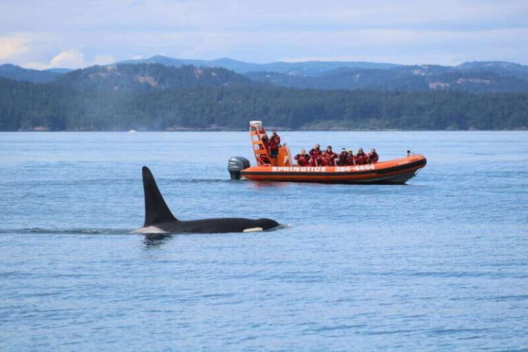 From Victoria: Whale Watching Tour by Zodiac Boat - The Experience of Wildlife Watching
