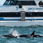 From Victoria: Whale Watching Trip on Covered Boat - The Real Experience: What Reviewers Say