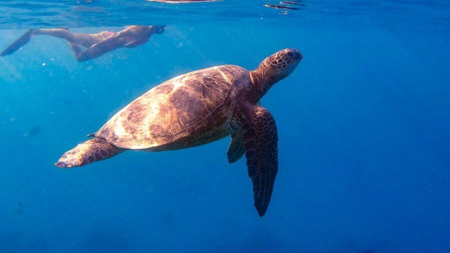 From Waikiki: Turtle Canyon Snorkeling Tour - In The Sum Up
