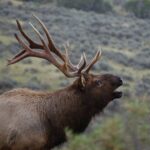 From West Yellowstone: Lamar Valley Wildlife Tour by Van - What Makes This Tour Stand Out