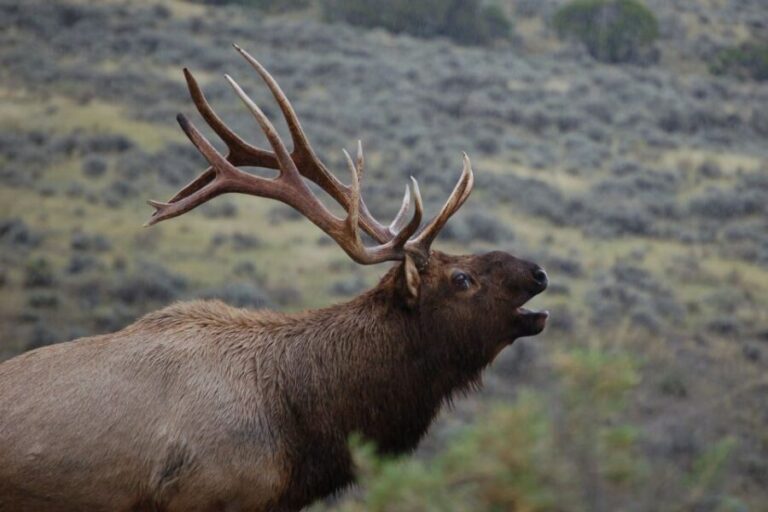 From West Yellowstone: Lamar Valley Wildlife Tour by Van - What Makes This Tour Stand Out