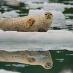 From Whittier/Anchorage: Prince William Sound Glacier Cruise - An In-Depth Look at the 26 Glacier Cruise Experience