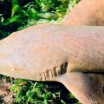 Ft Lauderdale to Islamorada Tour with Boat Ride and Lunch - Final Thoughts: Who Will Love This Tour?