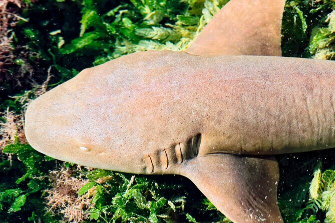 Ft Lauderdale to Islamorada Tour with Boat Ride and Lunch - Final Thoughts: Who Will Love This Tour?