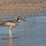 Full Day Birdlife Tour in Bribie Island - Practical Details and Considerations